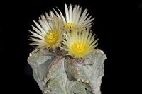 Astrophytum myriostigma ssp tulense