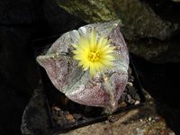 Astrophytum myriostigma tricostatum