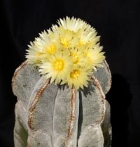 Astrophytum myriostigma