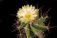 Astrophytum ornatum v mirbellii