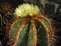 Astrophytum ornatum