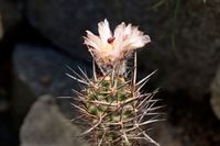 Austrocactus bertinii 