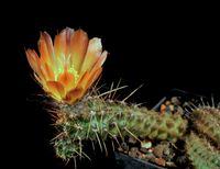 Austrocactus coxii SN267