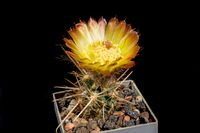 Austrocactus spec SAR 1591