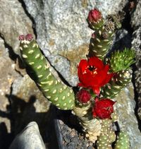 Austrocylindropuntia inermata 