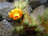 Austrocylindropuntia lagopus