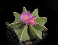 Aztekium hintonii