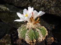 Aztekium ritteri 