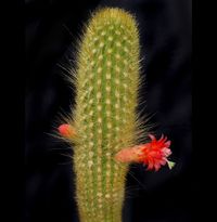 Borzicactus icosagonus subsp. humboldtii