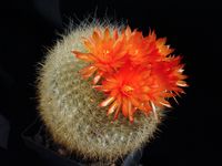 Brasilicactus haselbergii