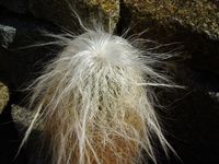 Cephalocereus senilis