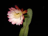 Cereus hildmannianus