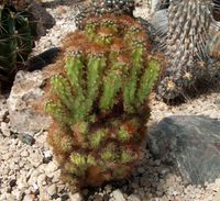 Cereus peruvianus v monstrosus