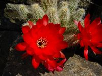 Chamaecereus Amethyst