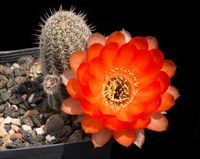 Chamaecereus Feueropal