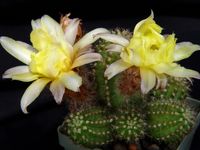 Chamaecereus Gold Topas