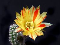 Chamaecereus Harlekin