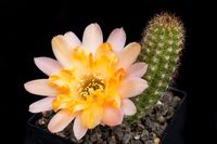 Chamaecereus Lincoln frills