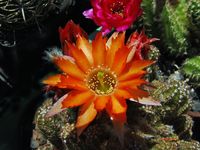 Chamaecereus Orange gefiedert