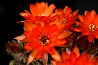 Chamaecereus Orange-Rot