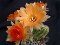 Chamaecereus Orange