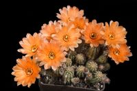 Chamaecereus Orange2