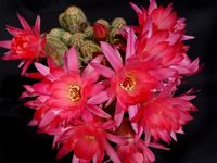 Chamaecereus Rainbow