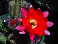 Chamaecereus Rainbow2