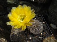 Chamaecereus hyb 2000