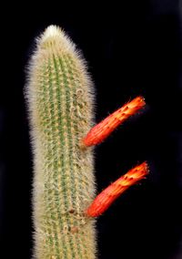 Cleistocactus wendlandiorum