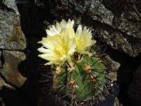 Copiapoa calderana