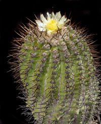 Copiapoa cinera