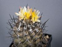 Copiapoa cinerascens