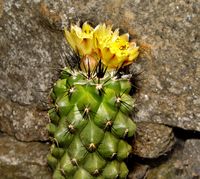 Copiapoa humilis ssp humilis