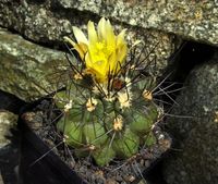 Copiapoa humilis