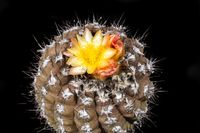 Copiapoa hypogaea