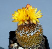 Copiapoa laui FK 1055