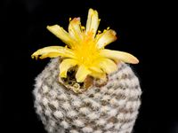 Copiapoa laui