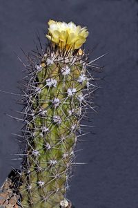 Copiapoa montana