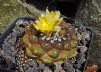 Copiapoa occulta