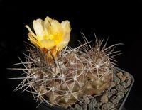 Copiapoa oliviana