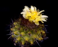 Copiapoa rarissima