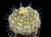 Copiapoa sp Knice 90