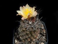 Copiapoa spec