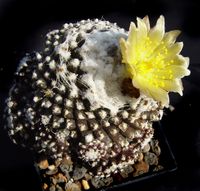 Copiapoa tenuissima var wagenringeliana