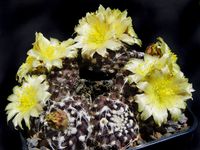 Copiapoa tenuissima