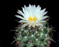 Coryphantha asterias