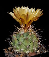 Coryphantha borwigii