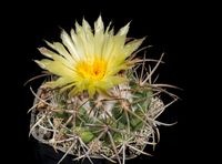 Coryphantha bumamma L 1145