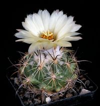 Coryphantha calipensis